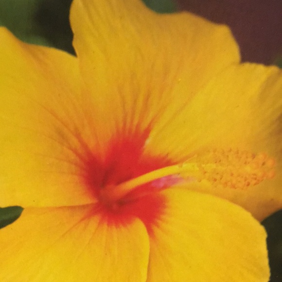 Meet your Posher, Cynthia - Picture 1 of 1